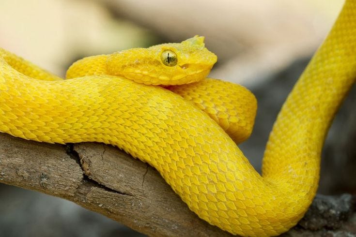 Yellow snake in dream meaning 
