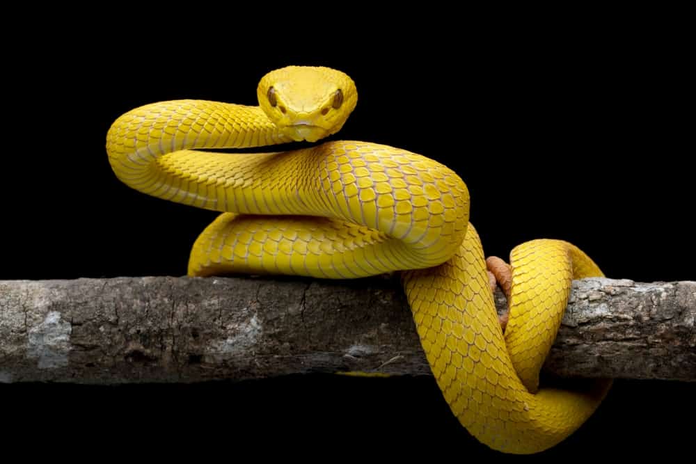 Meaning of yellow snake attacking another animal