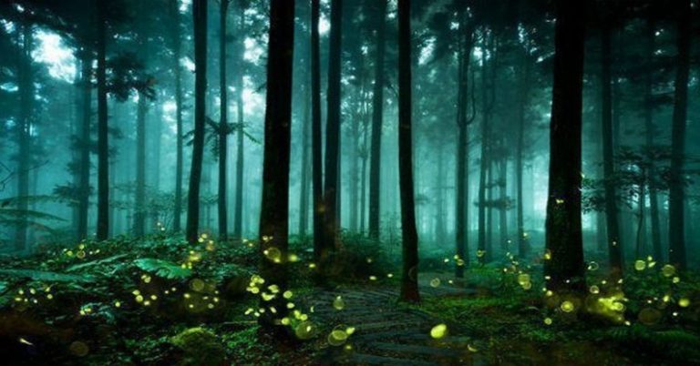 Mystical Forests in India That Sparkle After Sunset