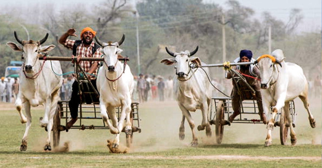 Rural Olympics- Kila Raipur, Ludhiana, Punjab