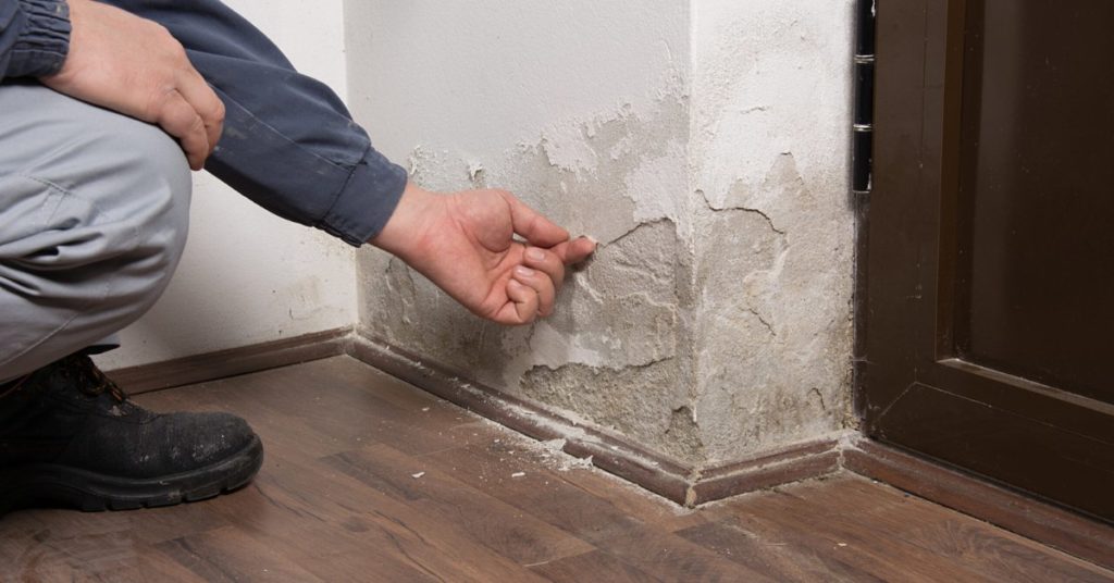 Understanding Monsoon Mildew and Its Causes