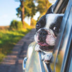 Top Pet-Friendly Travel Destinations in India