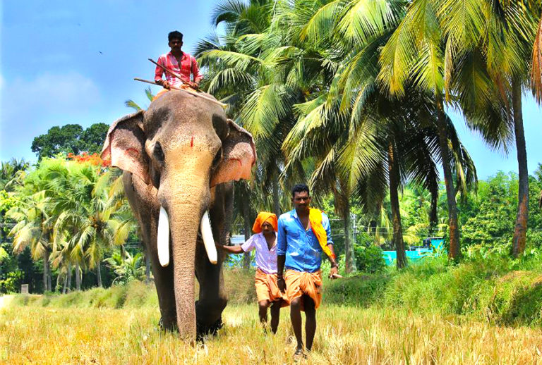 The Mighty Elephant, Thechikottukavu Ramachandran