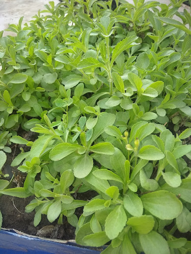 stevia plant suplier