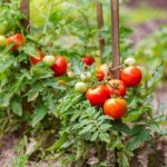 Simple Home-Garden Vegetables for Every Indian Gardener