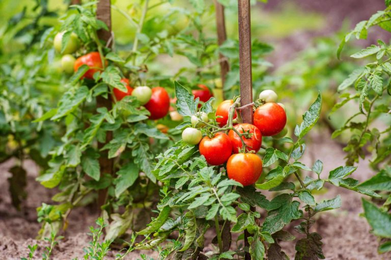 Simple Home-Garden Vegetables for Every Indian Gardener