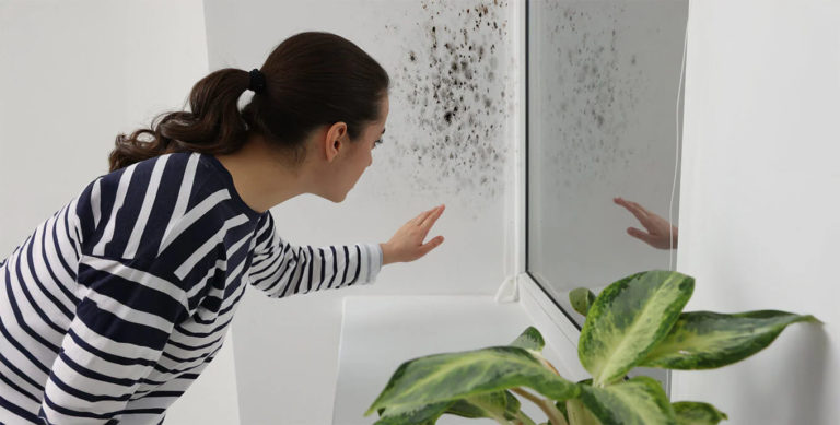 Monsoon Mildew Prevention Keep Your Indian Home Dry & Fresh