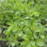 stevia plant suplier