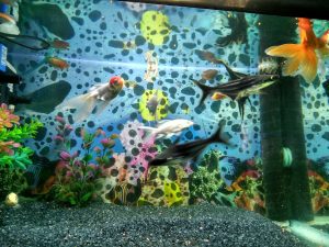 Baba Fish Aquarium