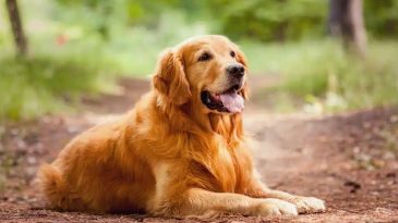 Dog Breeds for First-Time Pet Owners