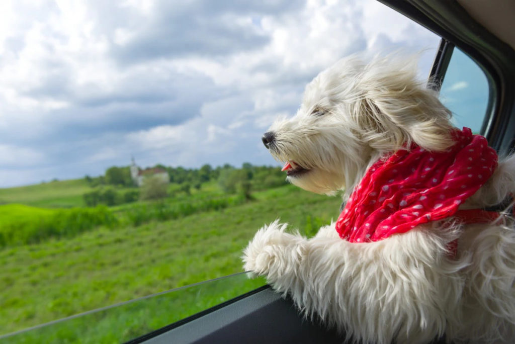 Manali, Himachal Pradesh – A Mountain Escape for You and Your Dog