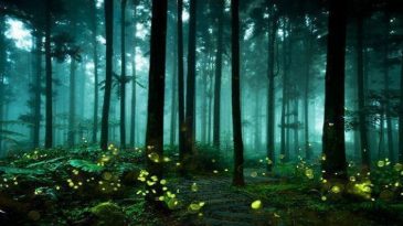 Mystical Forests in India That Sparkle After Sunset