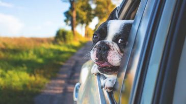 Top Pet-Friendly Travel Destinations in India