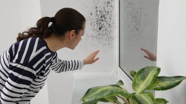 Monsoon Mildew Prevention Keep Your Indian Home Dry & Fresh
