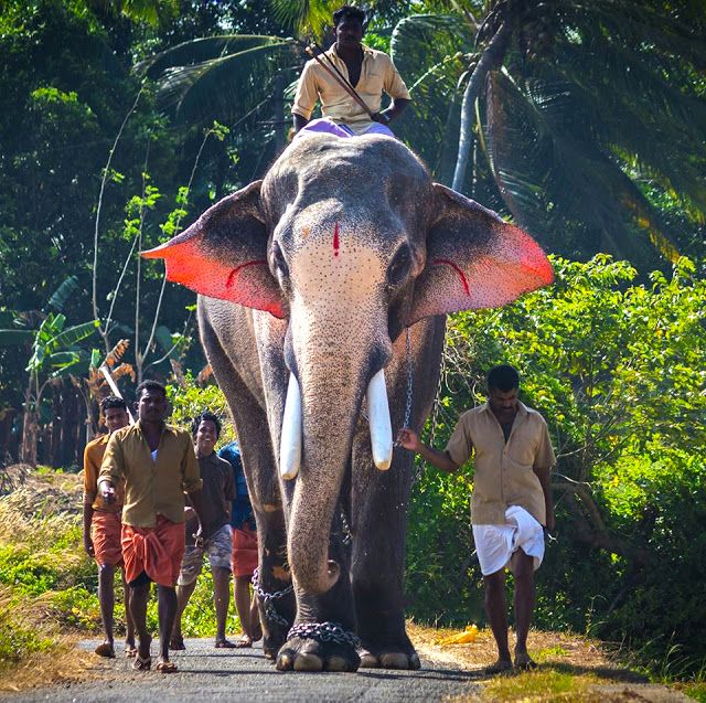 Thechikottukavu Ramachandran Biggest Elephant 