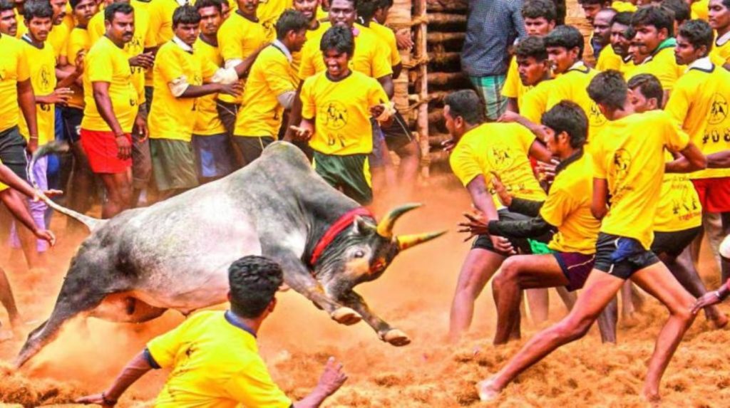 Jallikattu- Tamil Nadu