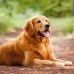 Dog Breeds for First-Time Pet Owners