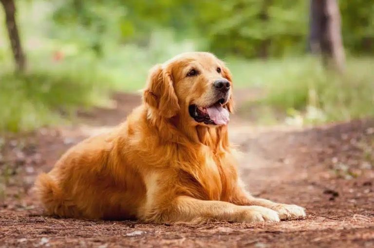 Dog Breeds for First-Time Pet Owners