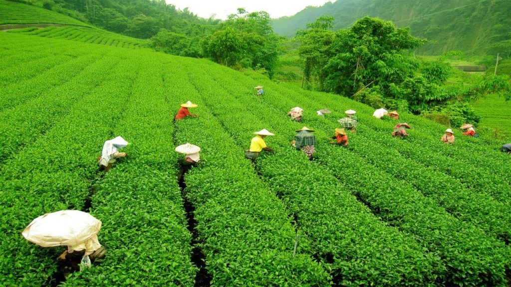 Assam Tea Plantations 