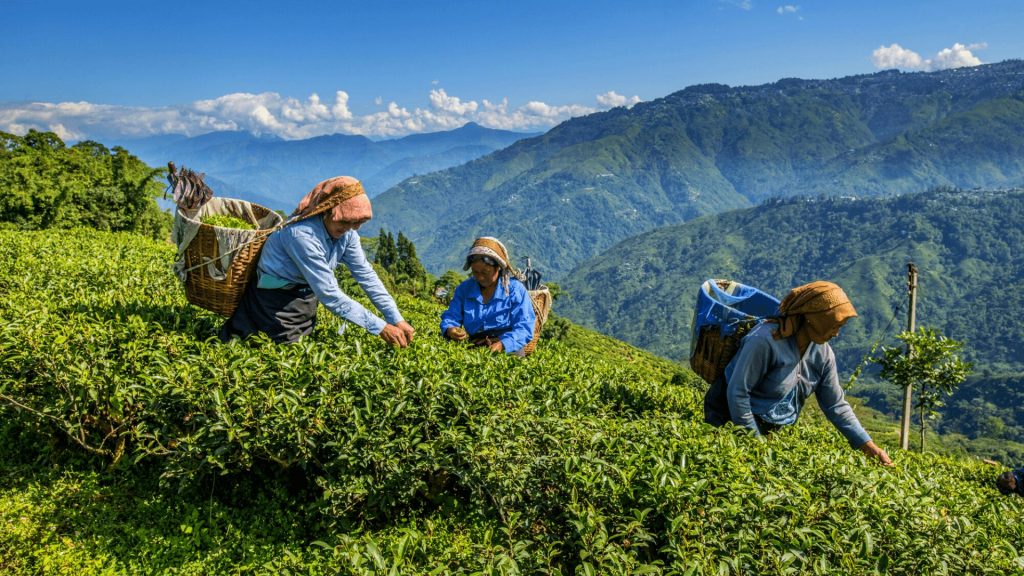 Darjeeling Tea Gardens