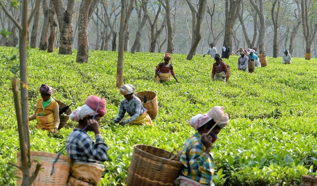 Doars Tea Plantations