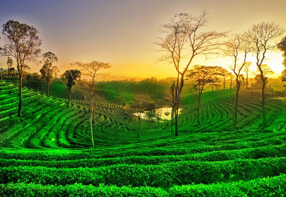 Kangra Tea Gardens