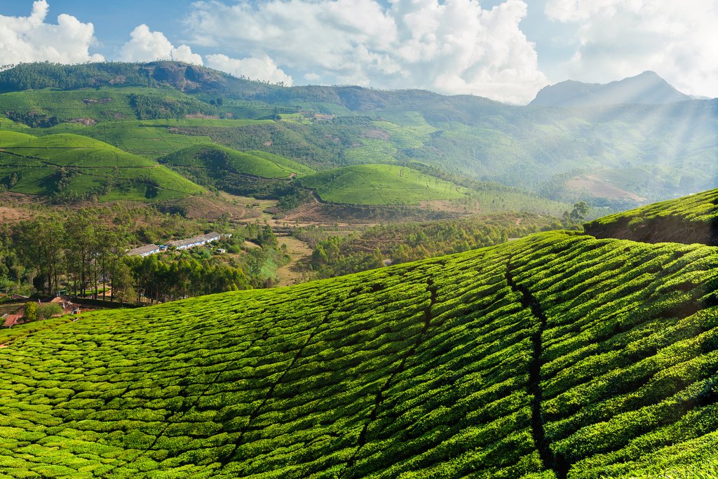 Kangra Tea Plantations