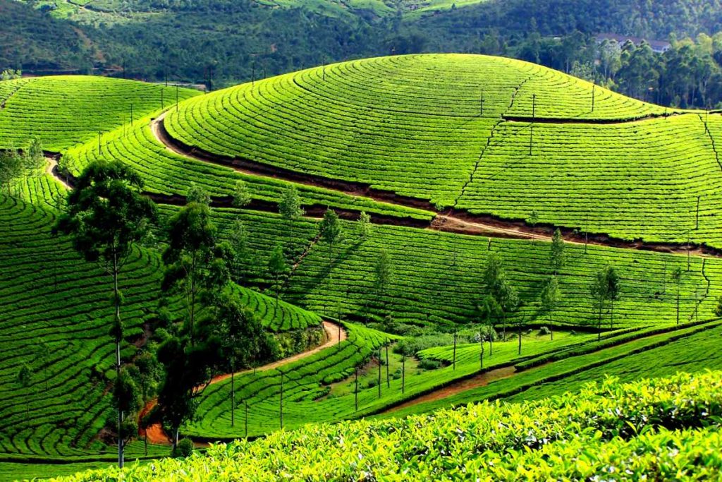 Munnar Tea Plantations