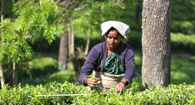 Nilgiri Tea Plantations