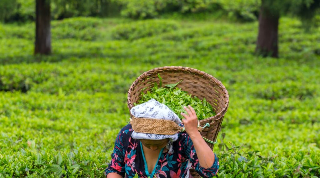 Sikkim Tea Plantations