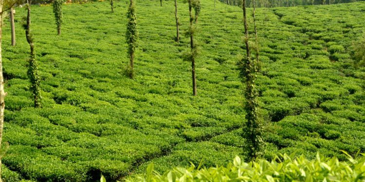 Tata Tea Estate