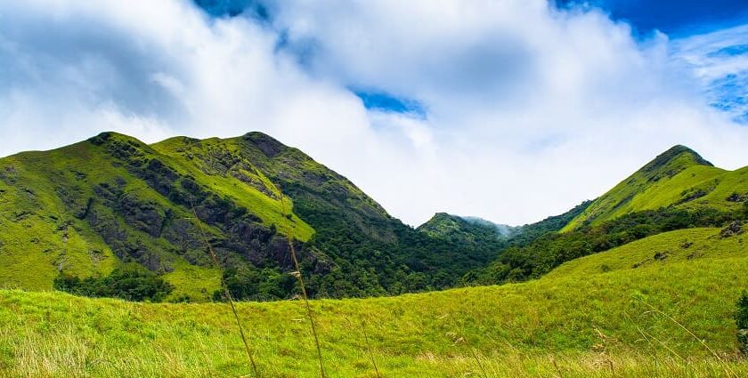 Wayanad Tea Plantations