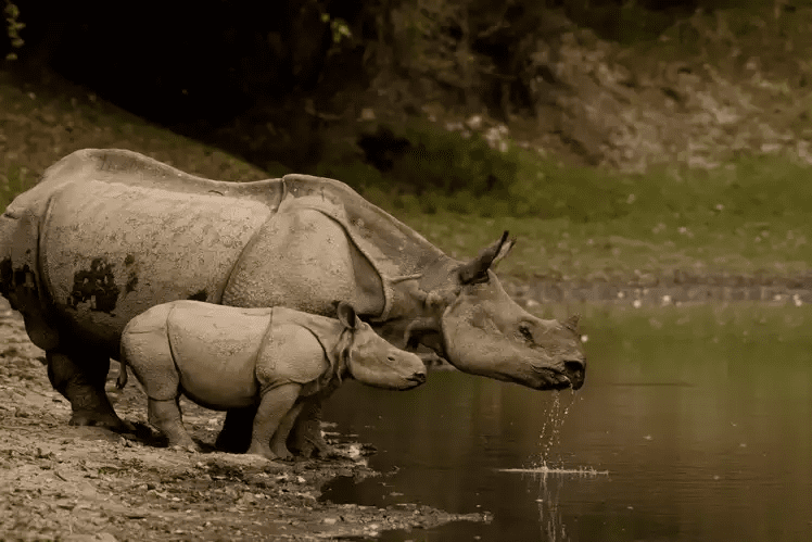 Kaziranga National Park