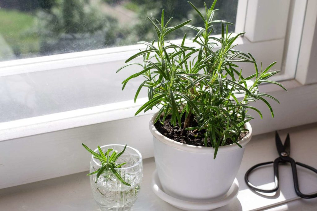 Indoor plants