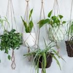 Freshen Indoor Air Naturally