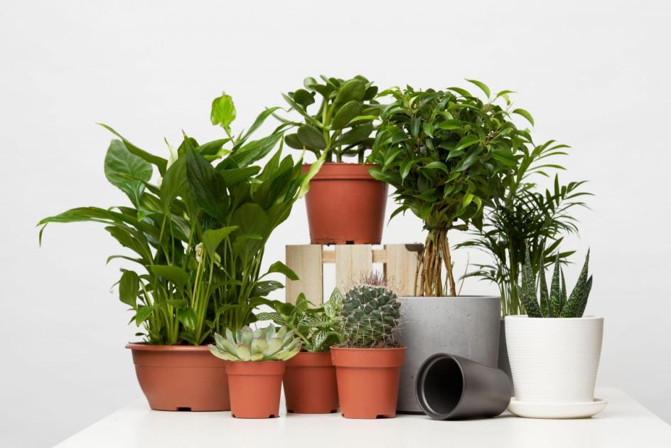 Art of Indoor Gardening