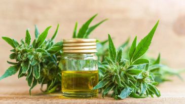 Why CBD Oil from Canada is Becoming the Go-To Wellness Trend in India