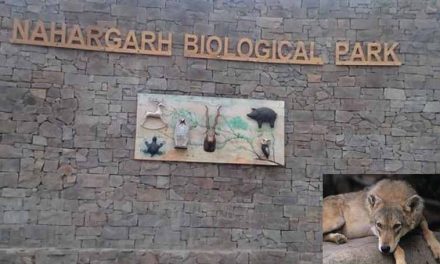 Nahargarh Biological Park Jaipur : Everything You Need to Know