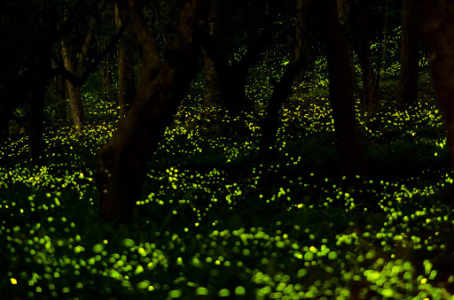 Places In India that Glow in the Dark - India Darpan